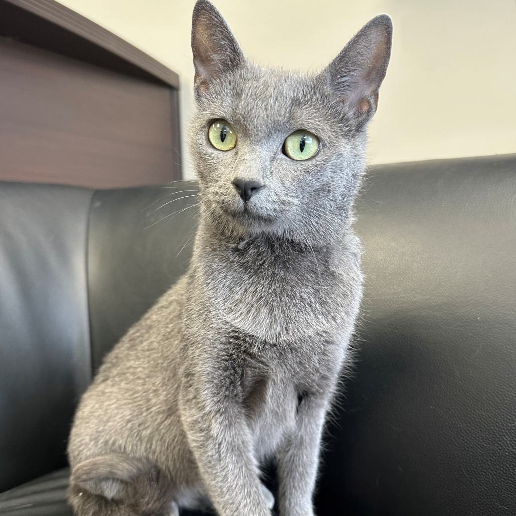 Momma Nala, an adoptable Domestic Short Hair in Calgary, AB, T3C 1W4 | Photo Image 2