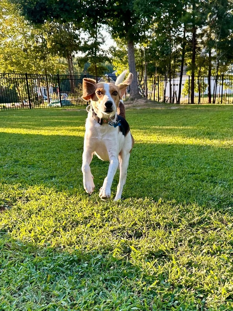 Huck, an adoptable Foxhound, Beagle in Youngsville, NC, 27596 | Photo Image 1