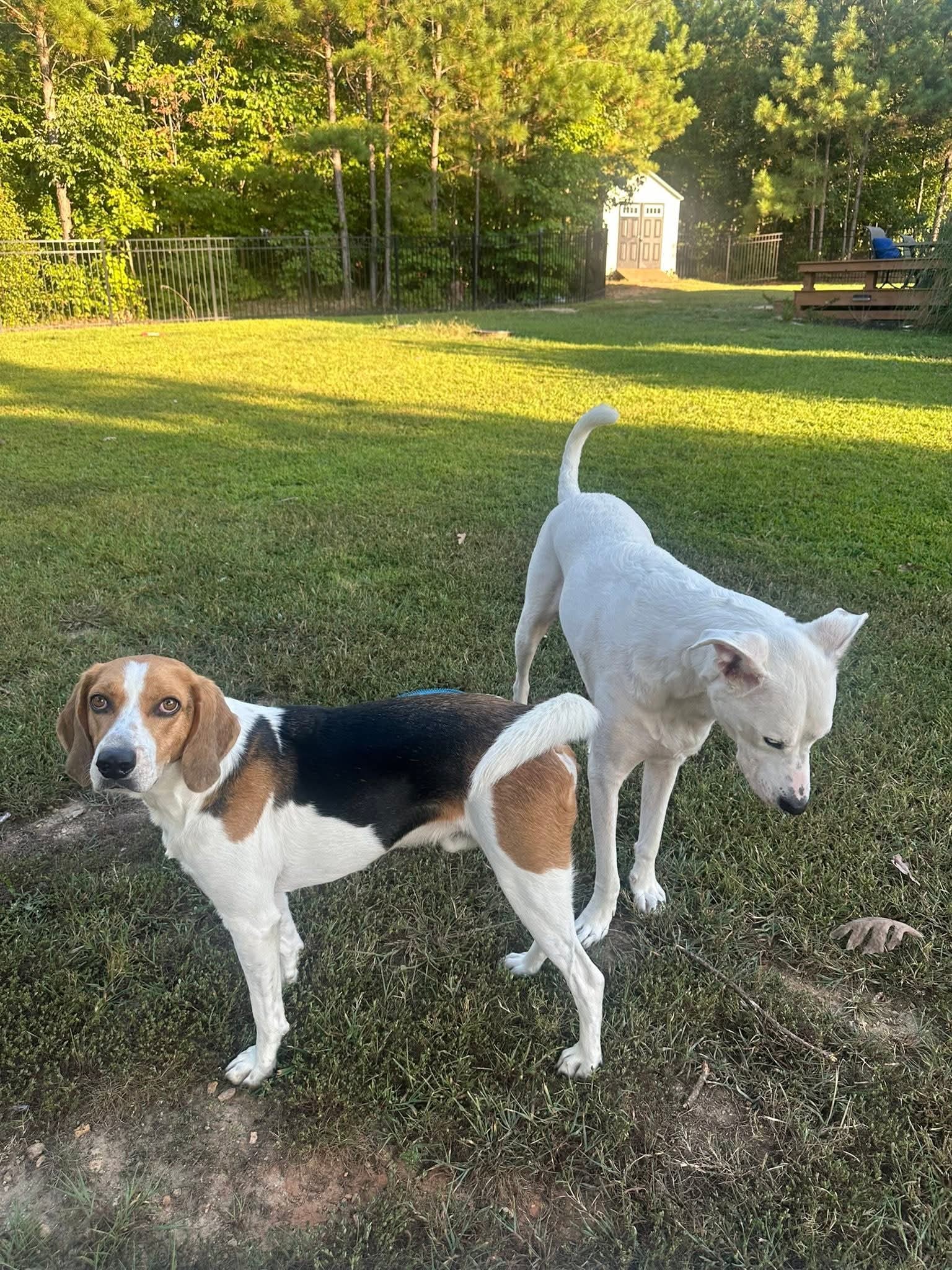 Huck, an adoptable Foxhound, Beagle in Youngsville, NC, 27596 | Photo Image 2
