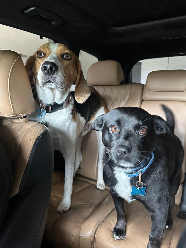 Huck, an adoptable Foxhound, Beagle in Youngsville, NC, 27596 | Photo Image 3