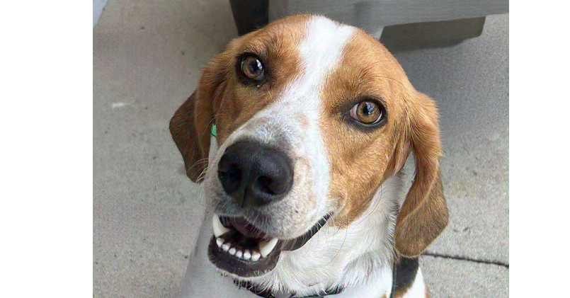 Huck, an adoptable Foxhound, Beagle in Youngsville, NC, 27596 | Photo Image 4