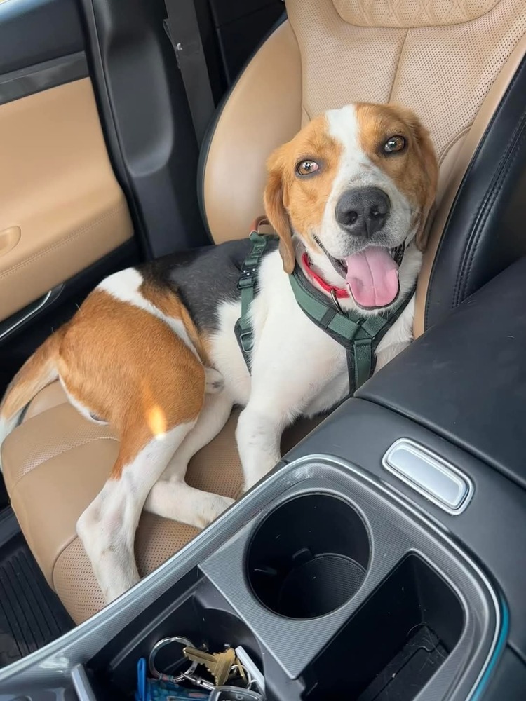 Huck, an adoptable Foxhound, Beagle in Youngsville, NC, 27596 | Photo Image 4