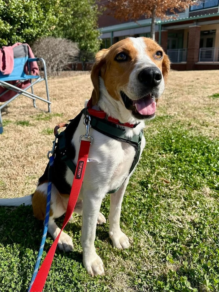 Huck, an adoptable Foxhound, Beagle in Youngsville, NC, 27596 | Photo Image 5