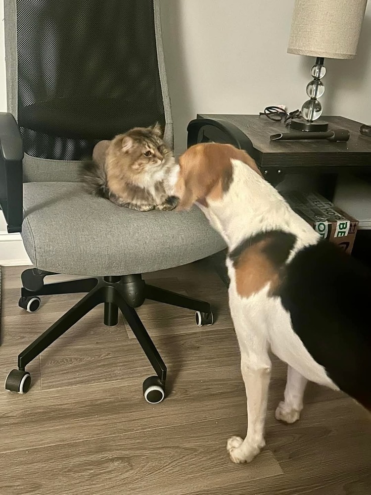 Huck, an adoptable Foxhound, Beagle in Youngsville, NC, 27596 | Photo Image 5