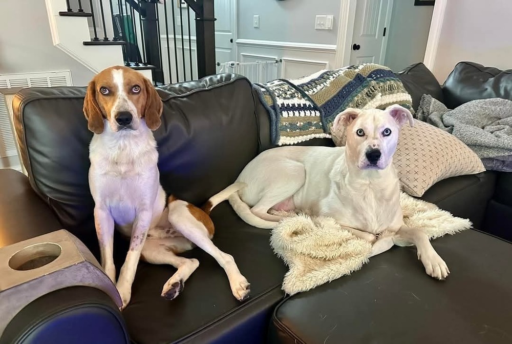Huck, an adoptable Foxhound, Beagle in Youngsville, NC, 27596 | Photo Image 6