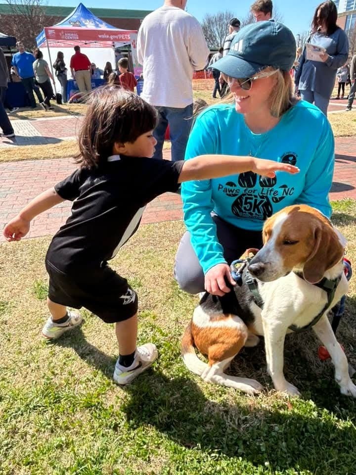 Huck, an adoptable Foxhound, Beagle in Youngsville, NC, 27596 | Photo Image 6