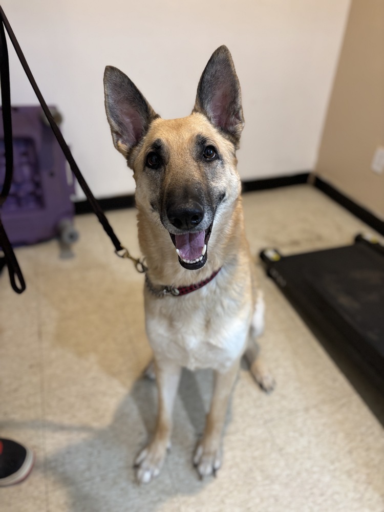 Sheba aka Connie