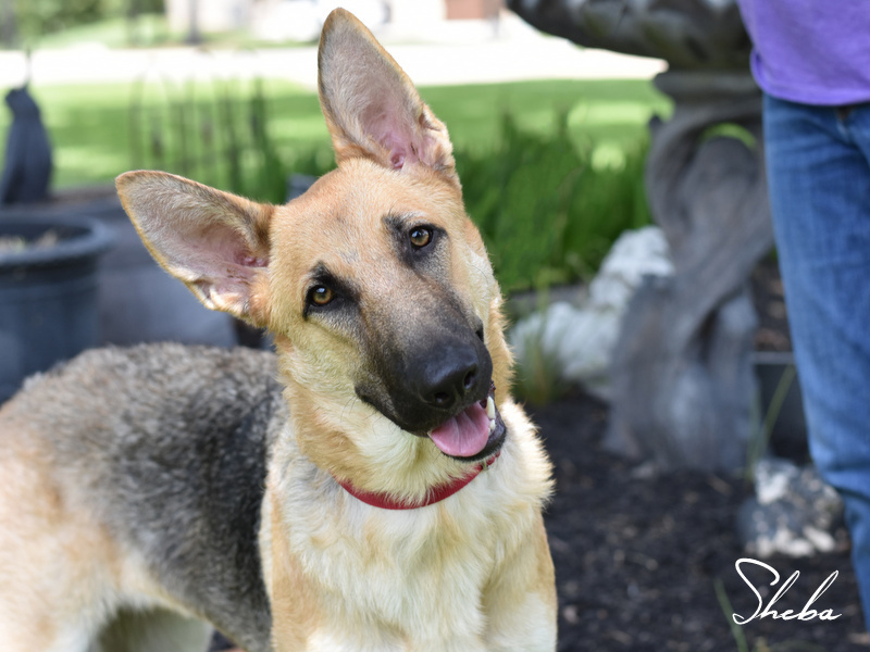 Sheba aka Connie