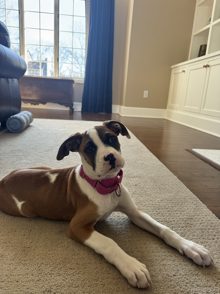 Kelce (Superbowl 2025 Litter)