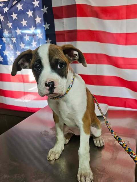 Kelce (Superbowl 2025 Litter)