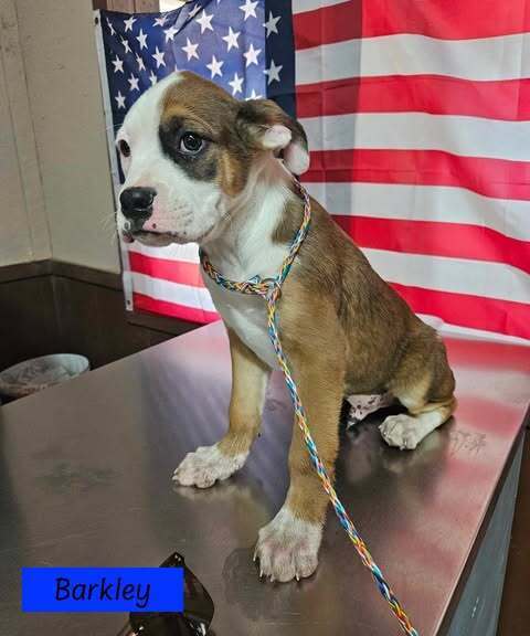 Barkley (Superbowl 2025 Litter)