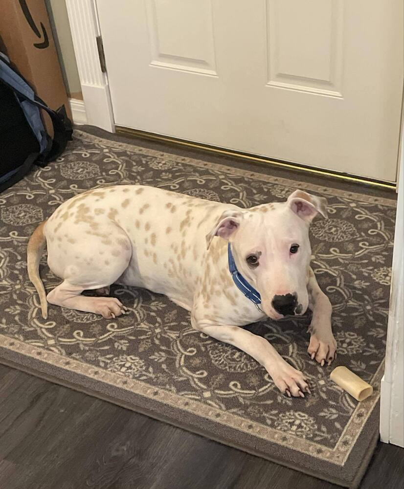 Frankie