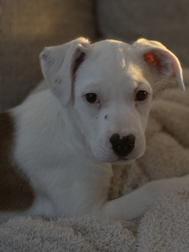 Mahomes (Superbowl 2025 Litter)