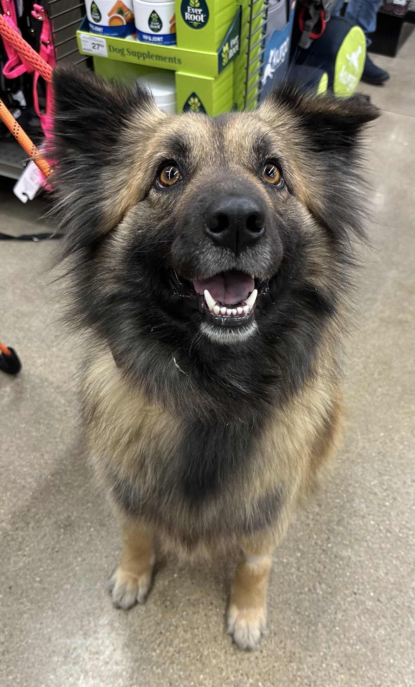 Melania, an adoptable Keeshond, Shepherd in Hillside, IL, 60162 | Photo Image 1