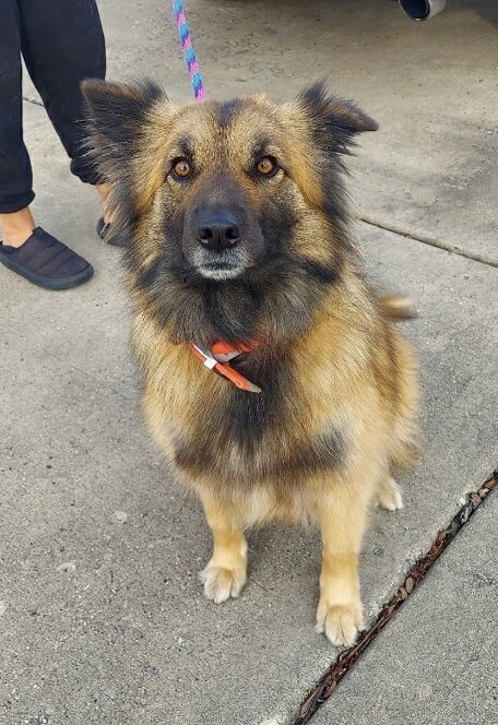 Melania, an adoptable Keeshond, Shepherd in Hillside, IL, 60162 | Photo Image 2