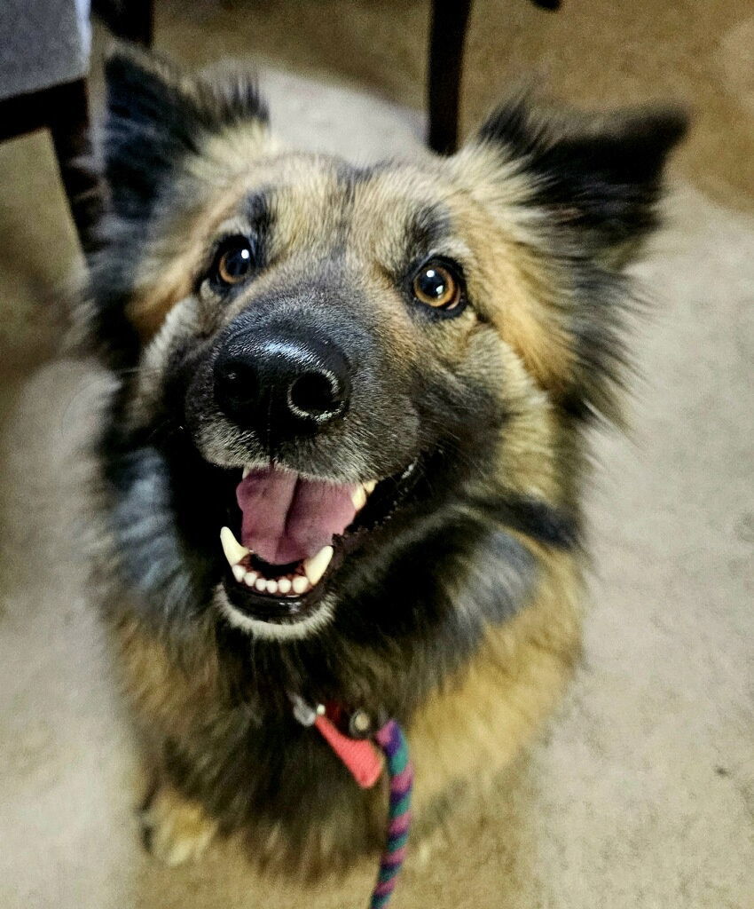 Melania, an adoptable Keeshond, Shepherd in Hillside, IL, 60162 | Photo Image 3