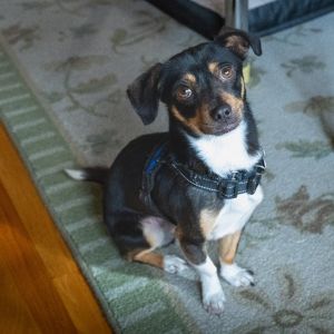Joey Chihuahua Dog