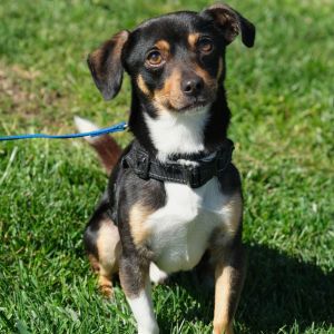 Joey Chihuahua Dog