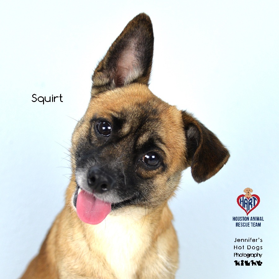 Squirt