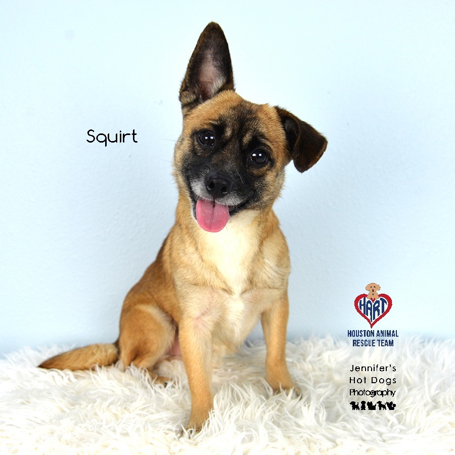 Squirt