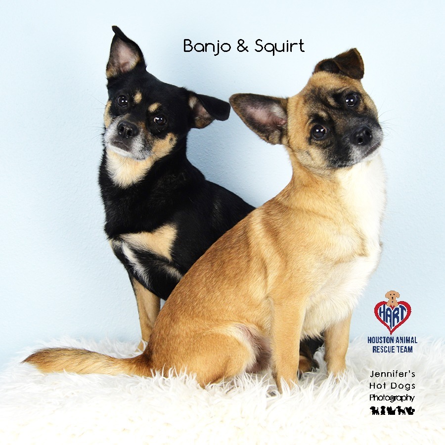 Banjo