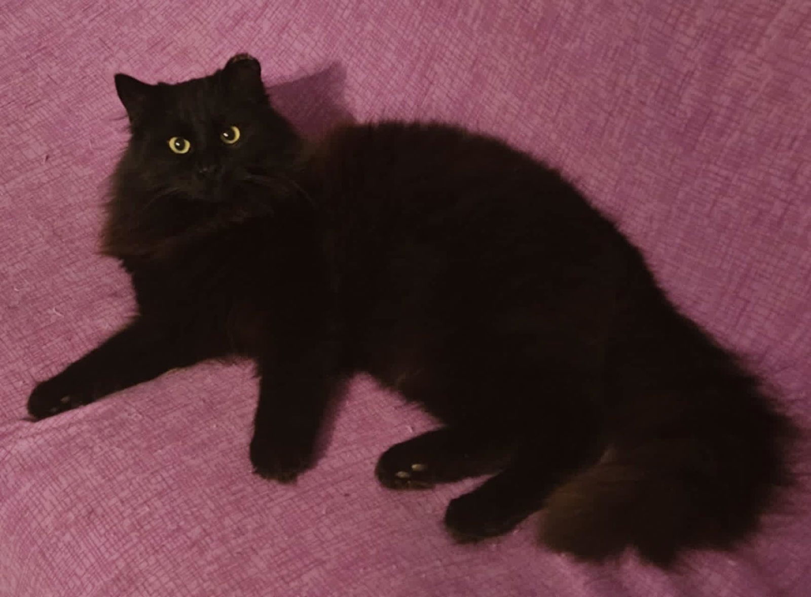 Onyx