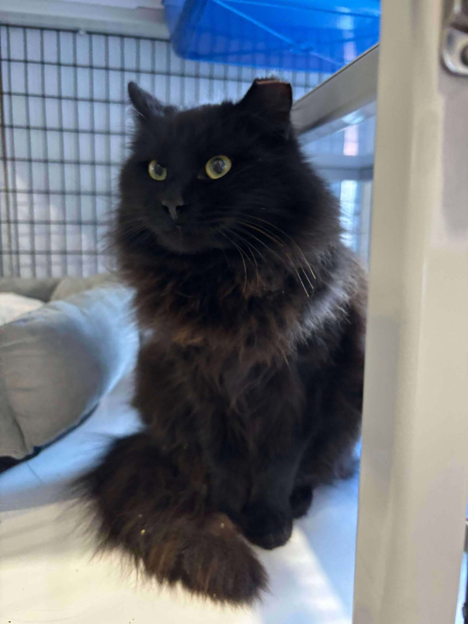 Onyx