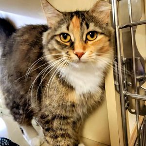 Omelette, Young Female Domestic Long Hair