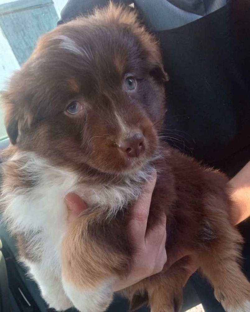 STUART, an adoptable Aussiedoodle in Dallas, PA, 18612 | Photo Image 1