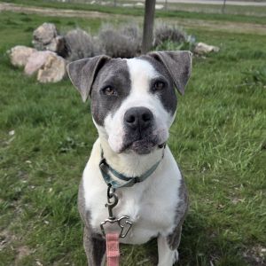 Harper, Young Female Staffordshire Bull Terrier