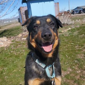 Dennis, Adult Male Beauceron