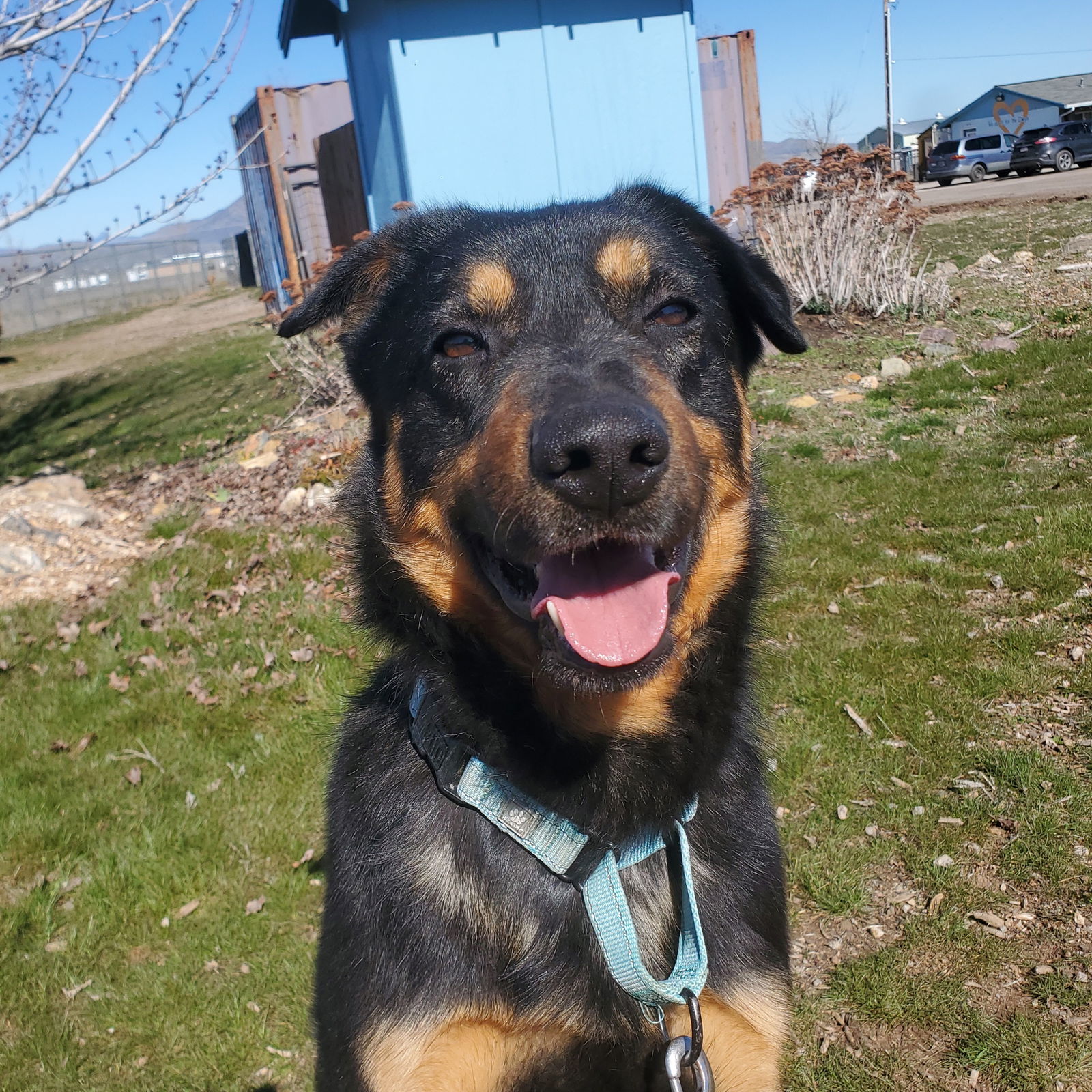 Dennis, an adoptable Beauceron, Rottweiler in Yreka, CA, 96097 | Photo Image 1