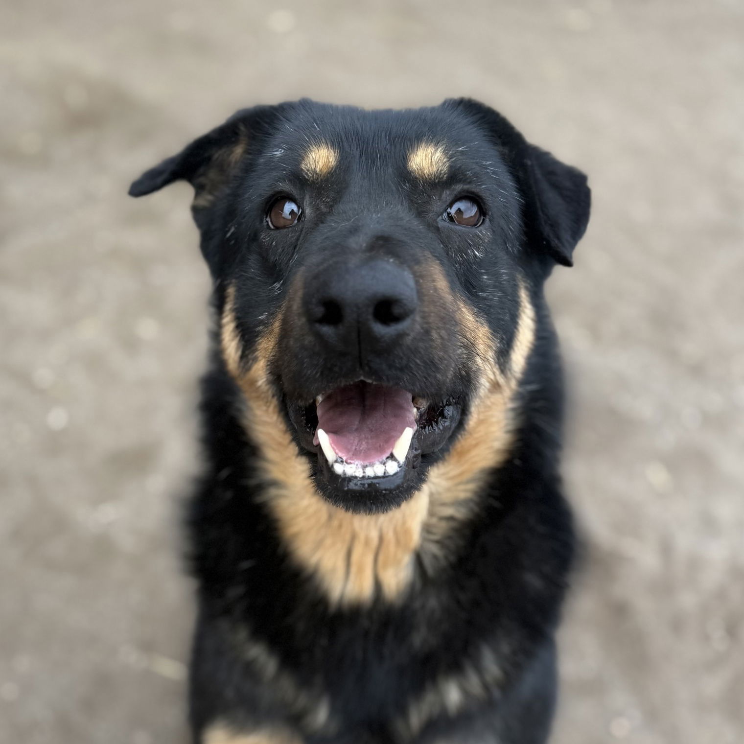 Dennis, an adoptable Beauceron, Rottweiler in Yreka, CA, 96097 | Photo Image 1