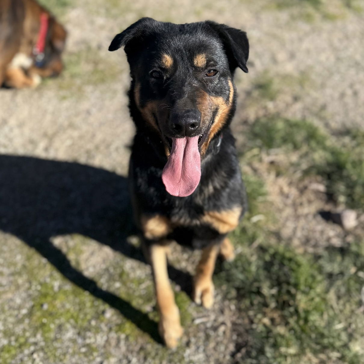 Dennis, an adoptable Beauceron, Rottweiler in Yreka, CA, 96097 | Photo Image 2