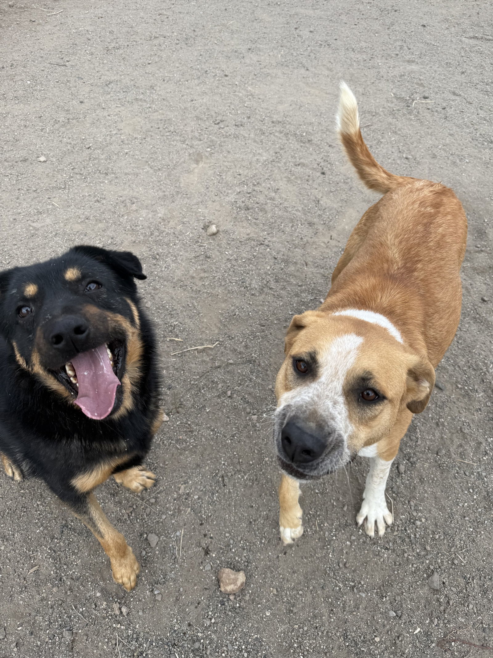 Dennis, an adoptable Beauceron, Rottweiler in Yreka, CA, 96097 | Photo Image 2