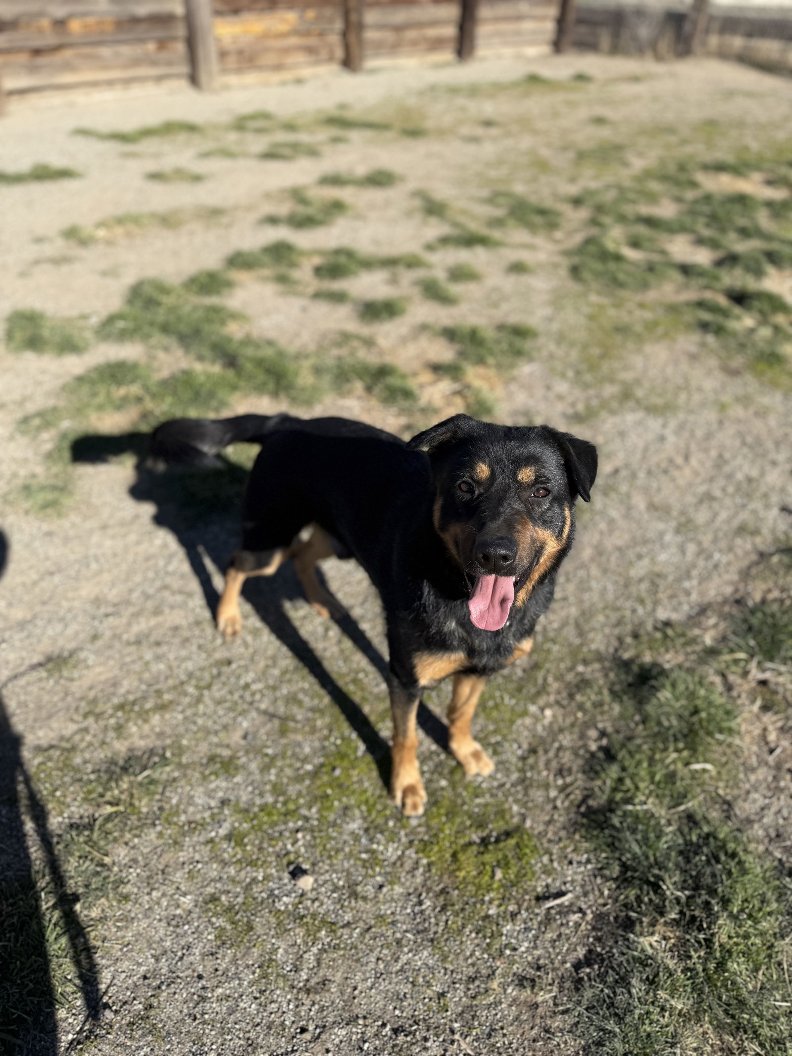Dennis, an adoptable Beauceron, Rottweiler in Yreka, CA, 96097 | Photo Image 3