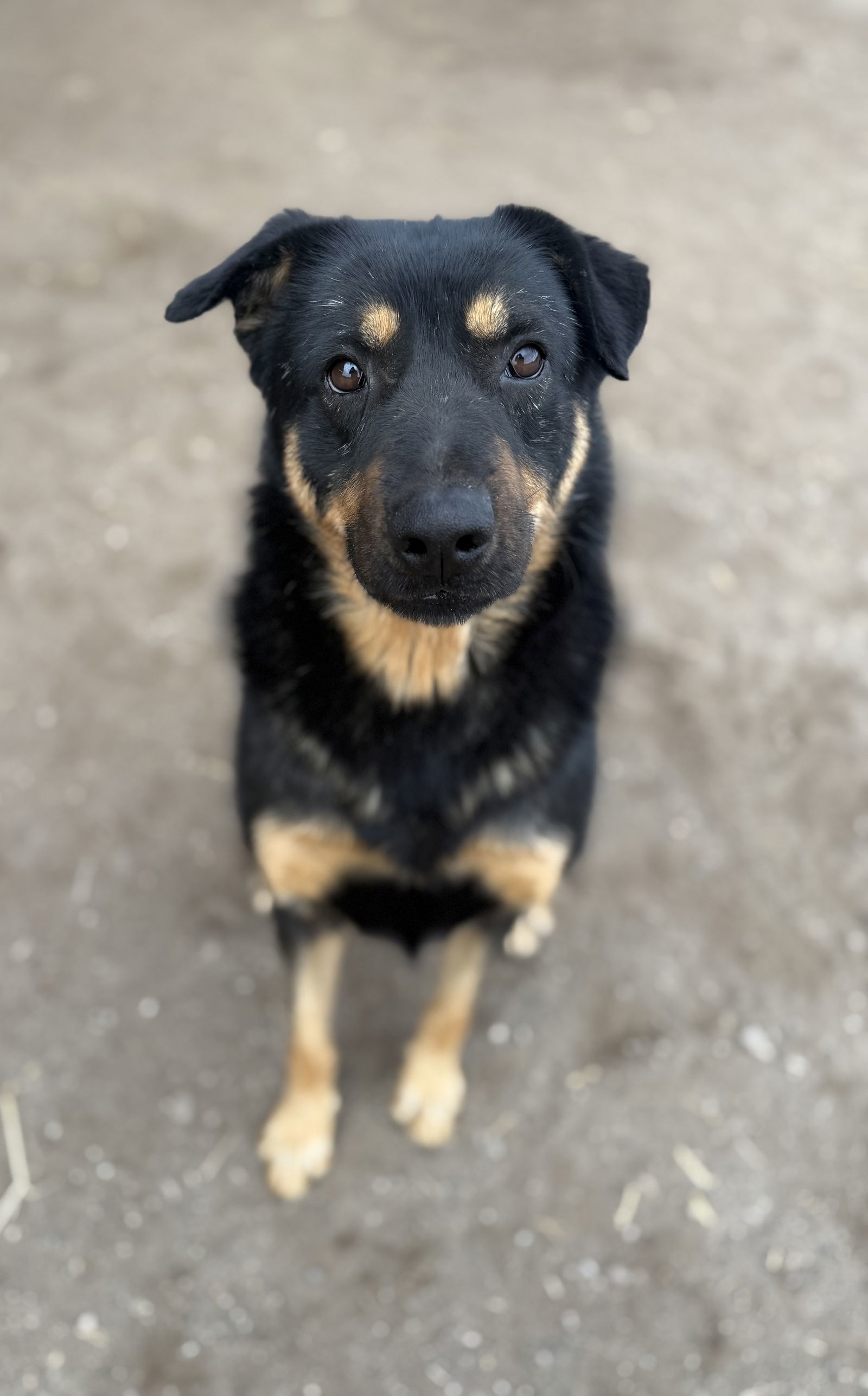 Dennis, an adoptable Beauceron, Rottweiler in Yreka, CA, 96097 | Photo Image 3
