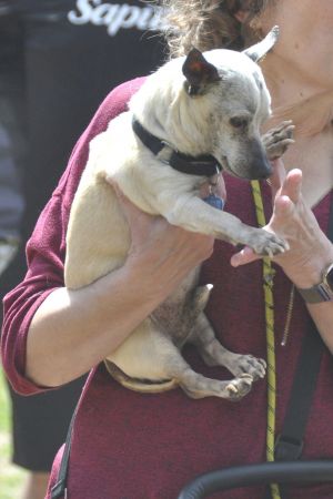 Peanut - Fospice Chihuahua Dog