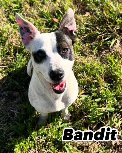 Bandit