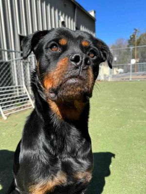 Maggi, Young Female Rottweiler