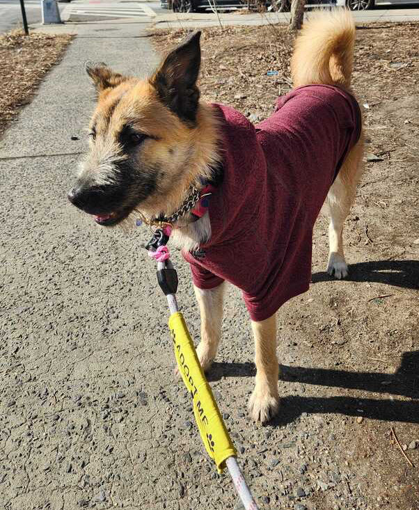 Jjong, an adoptable Jindo in Long Island City, NY, 11101 | Photo Image 1