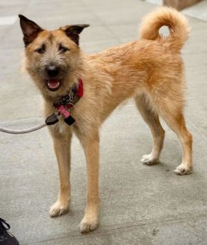Jjong, Baby Female Jindo
