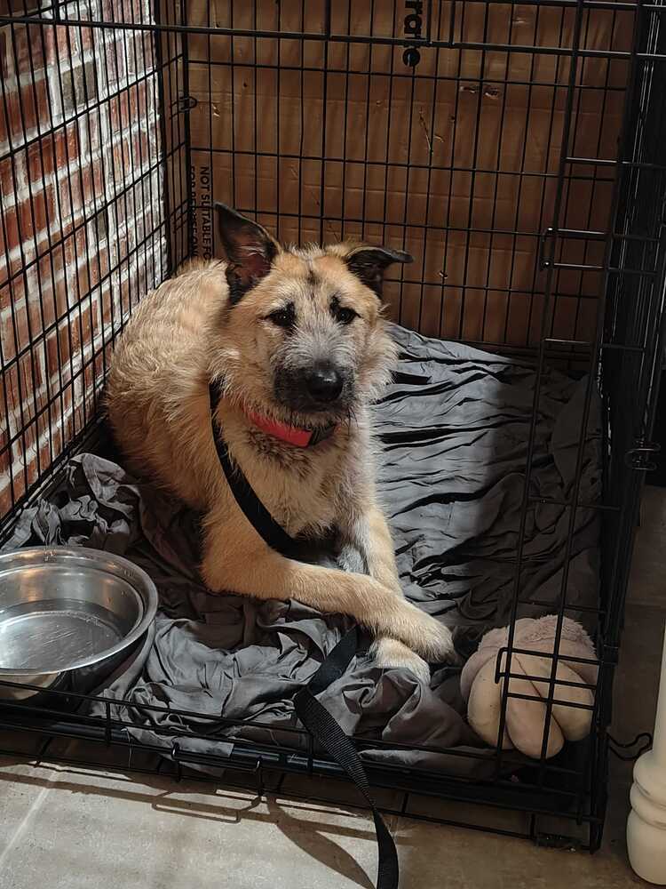 Jjong, an adoptable Jindo in Long Island City, NY, 11101 | Photo Image 2