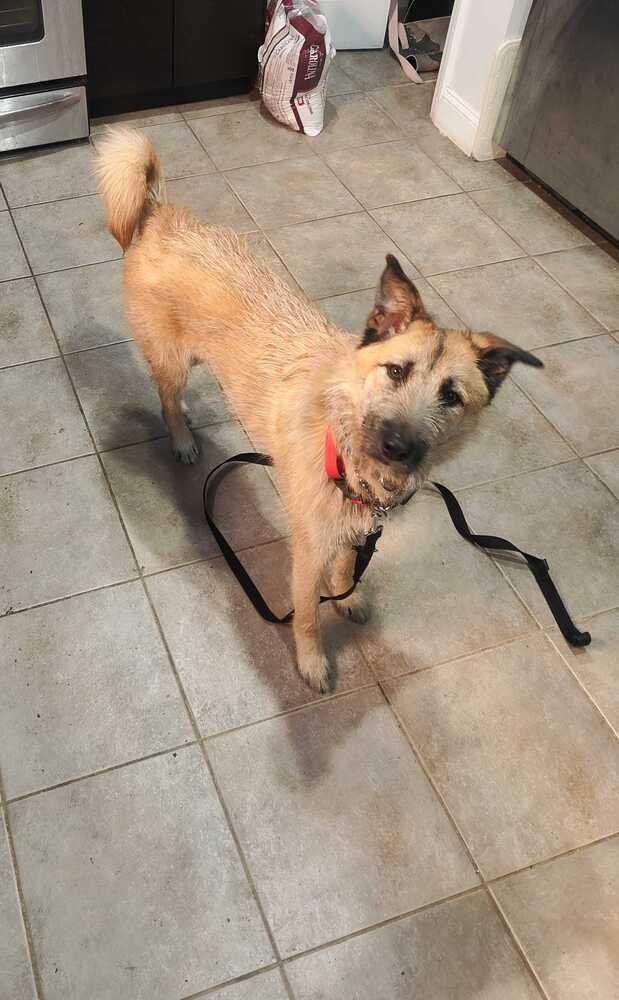 Jjong, an adoptable Jindo in Long Island City, NY, 11101 | Photo Image 4