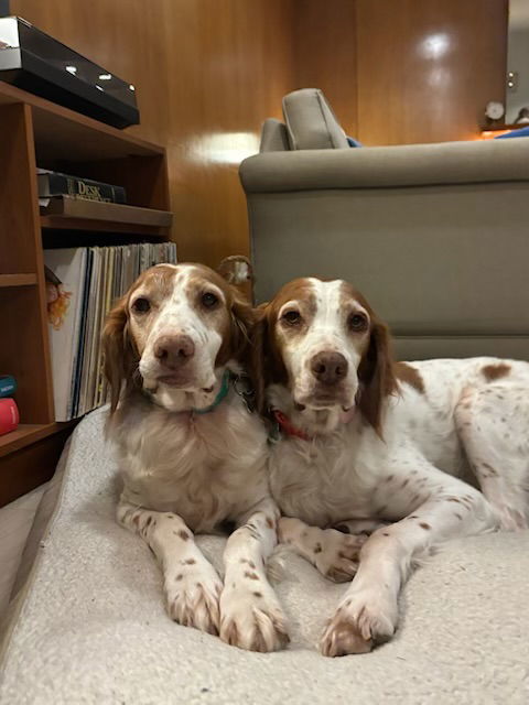 OR/Lucy (bonded with Susie), an adoptable Brittany Spaniel in Eagle Creek, OR, 97022 | Photo Image 1