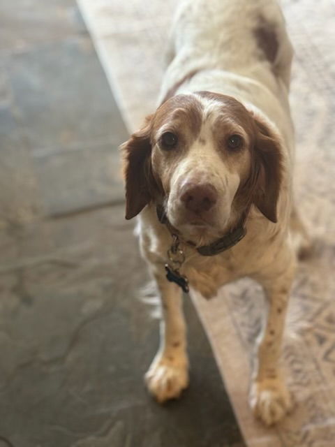 OR/Lucy (bonded with Susie), an adoptable Brittany Spaniel in Eagle Creek, OR, 97022 | Photo Image 2