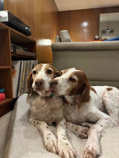 OR/Lucy (bonded with Susie), an adoptable Brittany Spaniel in Eagle Creek, OR, 97022 | Photo Image 3