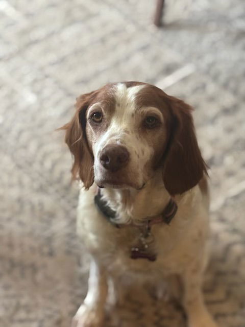 OR/Susie (Bonded with Lucy), an adoptable Brittany Spaniel in Eagle Creek, OR, 97022 | Photo Image 2