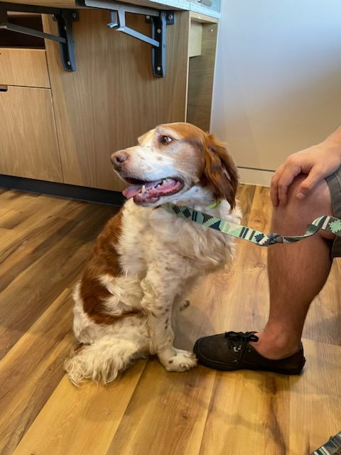 OR/Susie (Bonded with Lucy), an adoptable Brittany Spaniel in Eagle Creek, OR, 97022 | Photo Image 3