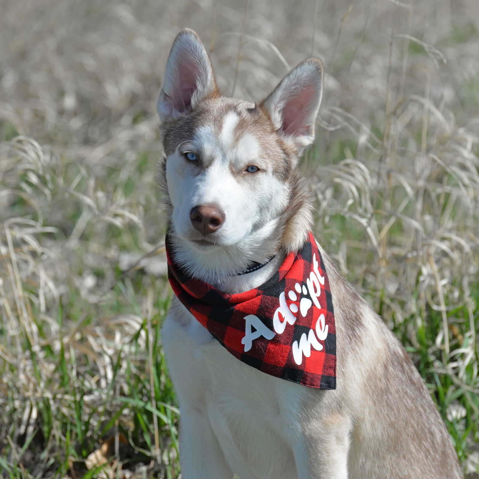 Tundra